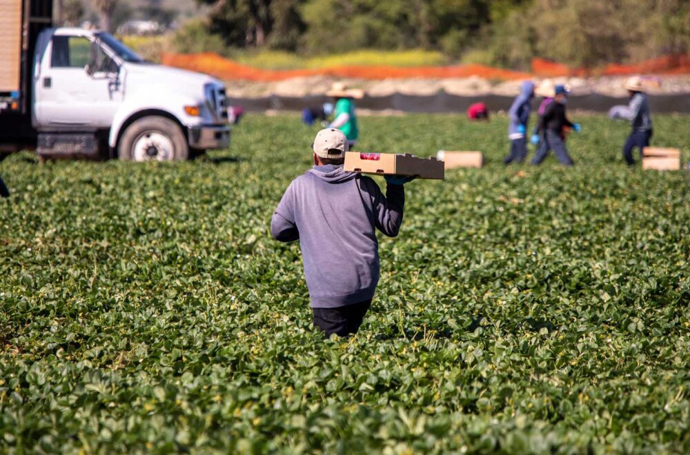 Farmer in harvest.