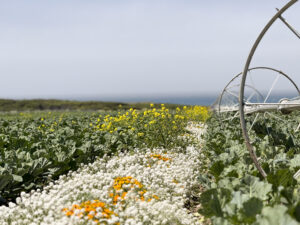 A vegetable field.