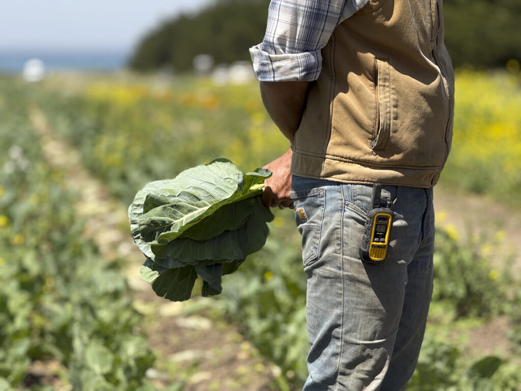 A farmer holds leafy greens behind his back in a field.
